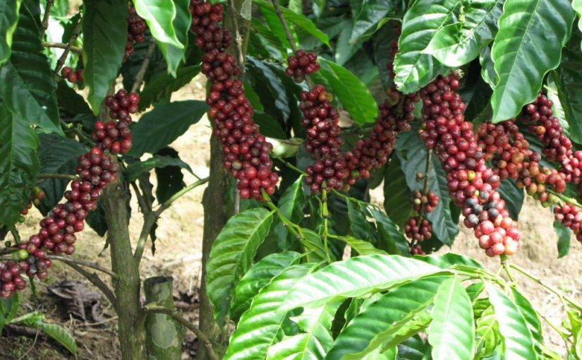 Kỹ thuật trồng Cà Phê Vối (Robusta Coffee) công nghệ cao – Phần 1