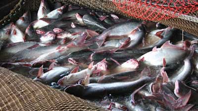 Phòng trị bệnh cho cá tra và cá basa nuôi trong bè