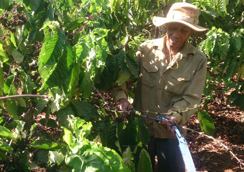 Kỹ thuật chăm sóc cây cà phê sau vụ thu hoạch