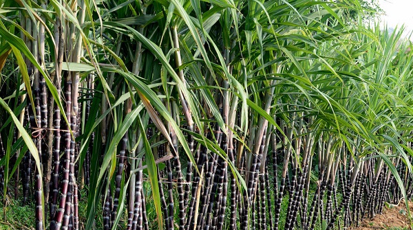 Kinh nghiệm trồng cây mía đường – Phần 1