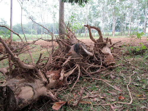 Thanh Hóa: Tỉnh cấm, nông dân cứ chặt cây cao su vì để thì… đói