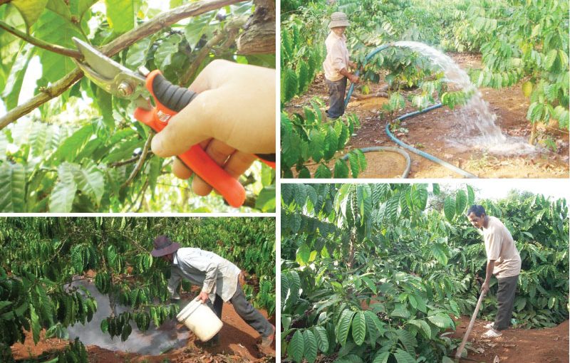 Kỹ thuật trồng Cà Phê Vối (Robusta Coffee) công nghệ cao – Phần 2