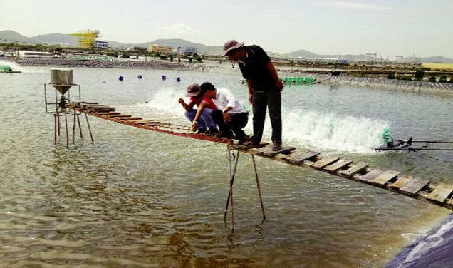 Kiểm soát khí độc ao tôm và sử dụng vi sinh hiệu quả