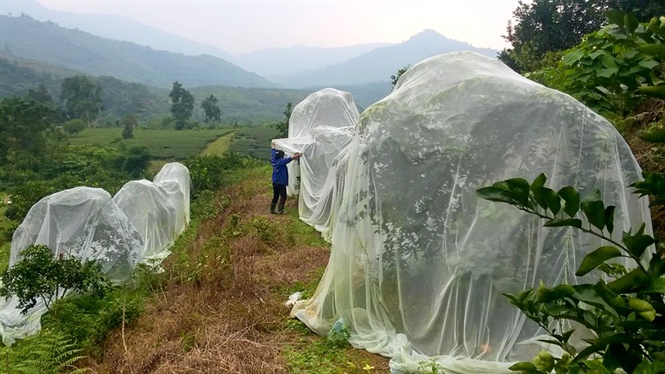 Mắc màn cho cam – hiệu quả bất ngờ