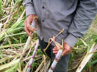 Người dân trồng mía Khánh Hòa trắng tay sau bão