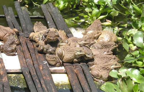 Kỹ thuật nuôi ếch bằng lồng lưới và bằng bể xi măng