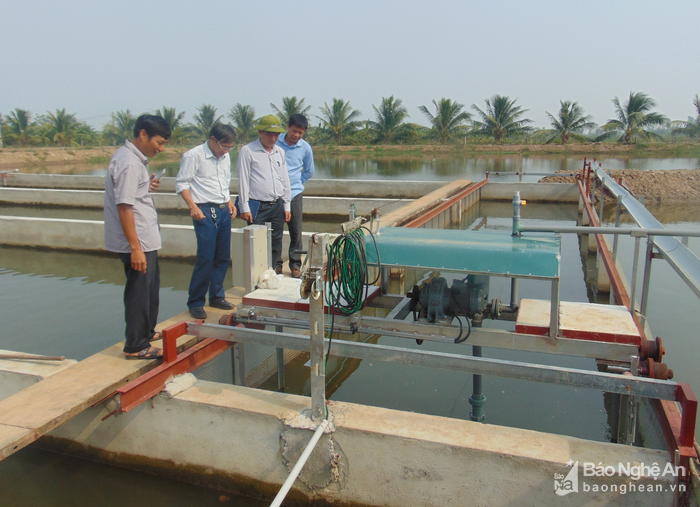 Nuôi cá theo công nghệ ‘tạo sông trong ao’ thu tiền tỷ ở Nghệ An