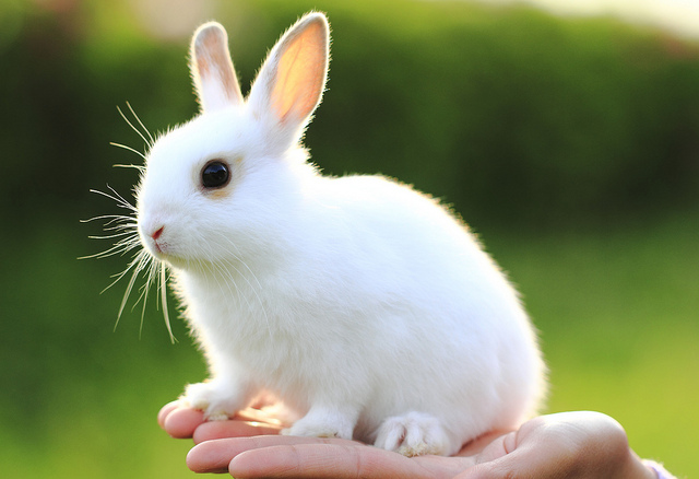 Kỹ thuật nuôi dưỡng và chăm sóc thỏ cái sinh sản