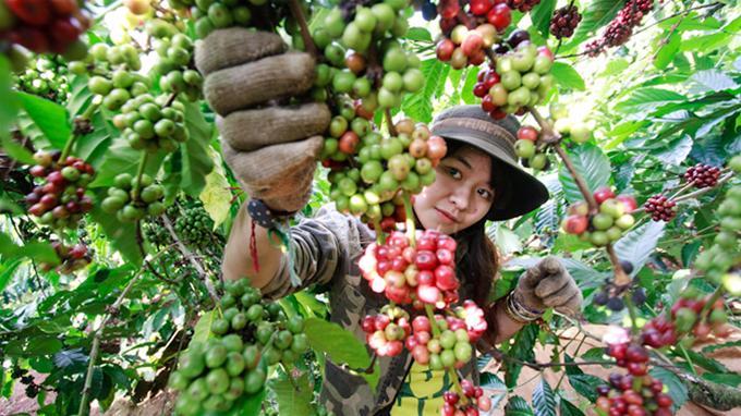 Kỹ thuật trồng Cà Phê Vối (Robusta Coffee) công nghệ cao – Phần 3