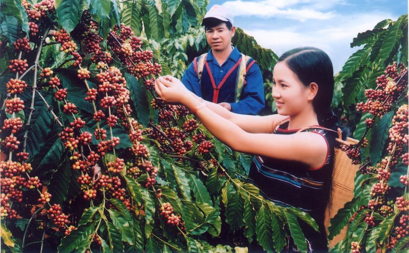 Kỹ thuật trồng cà phê