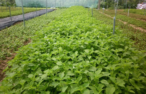 Cánh đồng rau VietGap tỏa hương thơm, nông dân thu nhập cao ở Tân Minh