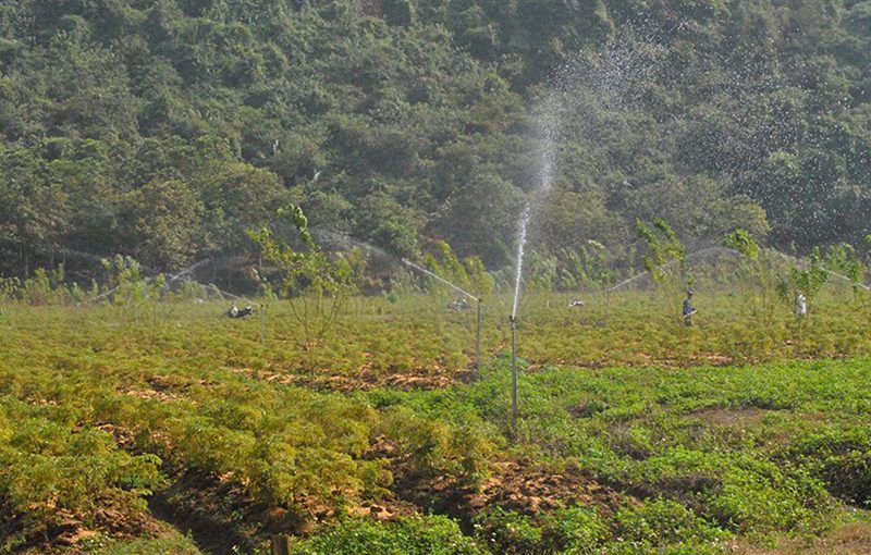 Ninh Bình lần đầu trồng cây thuốc đinh lăng theo tiêu chuẩn GACP