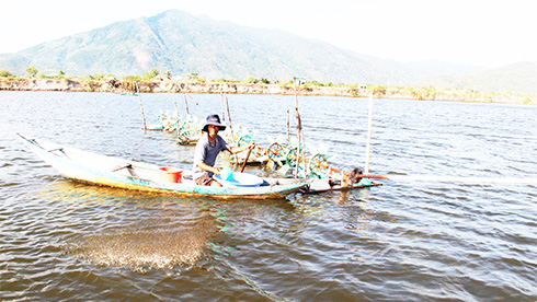 Khánh Hòa: Đại lý thức ăn cũng “lao đao” sau bão