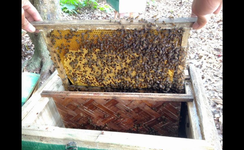 Kỹ thuật chống rét cho ong