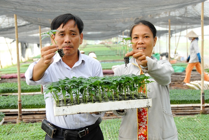 Thu 3 tỷ đồng/năm nhờ mô hình trồng các loại rau màu