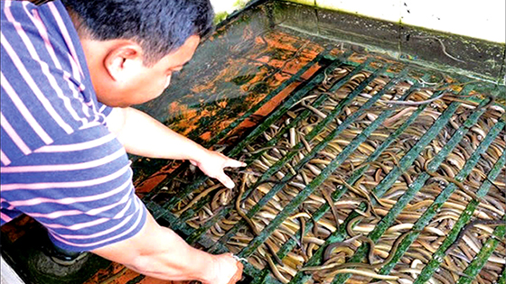 Nhà nông xứ Huế: Làm giàu nhờ sinh sản thành công giống lươn đồng