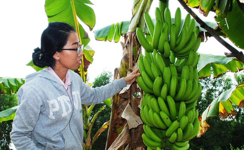 Cà Mau: Xây dựng mô hình trồng chuối già Philippines để xuất khẩu