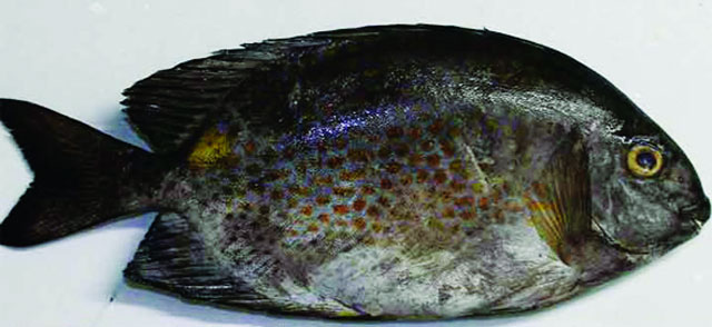 Kỹ thuật nuôi cá Kỹ thuật nuôi cá dìa trong ao đất kết hợp tôm sú