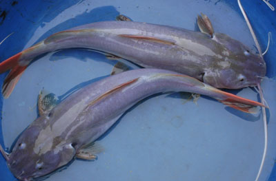 Kỹ thuật nuôi cá lăng nha thương phẩm