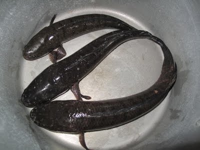 Kỹ thuật nuôi cá lóc (P2)