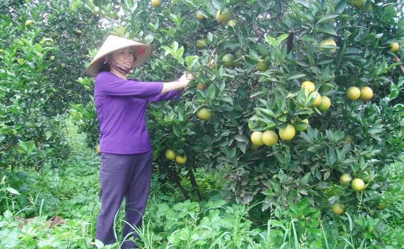 Mùa vàng cam Cao Phong