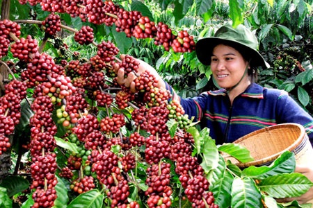 400 ha cà phê 20 năm trồng không sử dụng thuốc sâu