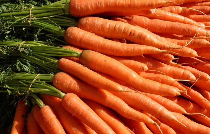 Sâu bệnh hại cà rốt và cách phòng trừ (P1)