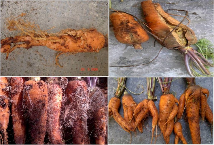 Sâu bệnh hại cà rốt và cách phòng trừ (P2)
