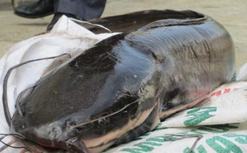 Cá trê ‘thủy quái’ trên 10 kg/con