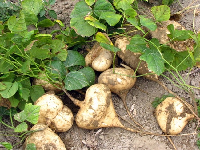 Kỹ thuật trồng củ đậu