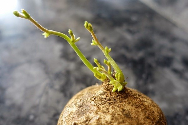 Kỹ thuật trồng củ đậu bằng chậu tại nhà đơn giản, ăn giải nhiệt và bổ dưỡng