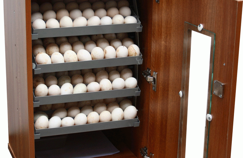 Kỹ thuật ấp trứng Chim Trĩ bằng máy ấp trứng