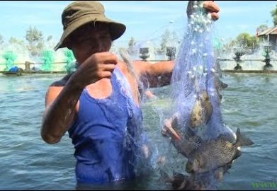 Nuôi cá dìa giúp tăng thu nhập và cải tạo môi trường ao tôm