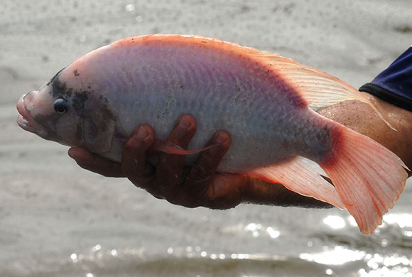Kỹ thuật nuôi cá diêu hồng trong ao đất đơn giản mà hiệu quả