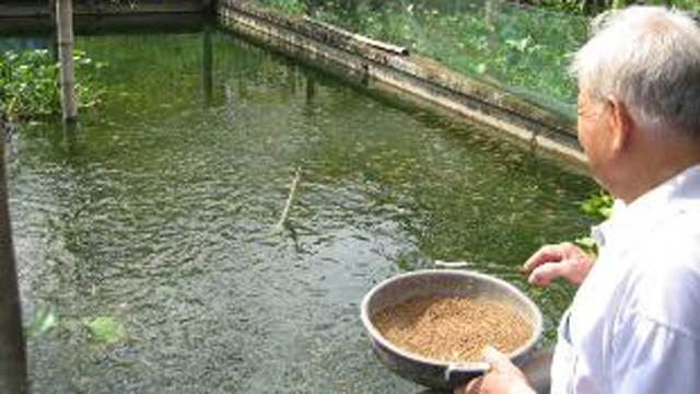 Kỹ thuật nuôi cá diêu hồng trong bể xi măng