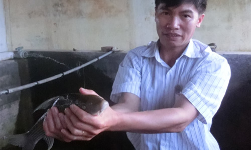 Kinh ngạc chuyện nuôi cá tiến vua siêu khủng ở Phú Thọ