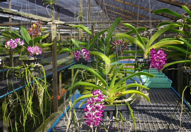 Kỹ thuật trồng và chăm sóc hoa phong lan toàn tập