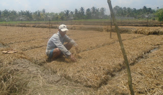 Tiền Giang: Khá lên nhờ trồng ngò gai và rau húng cây