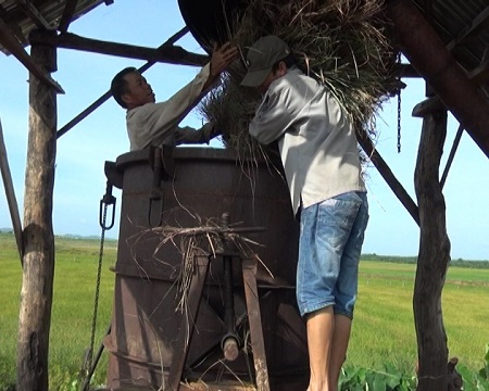 Mô hình trồng Sả lấy tinh dầu tại huyện Ea Súp