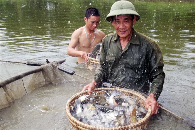 Nghệ An: Nuôi trồng thủy sản vượt chỉ tiêu đề ra