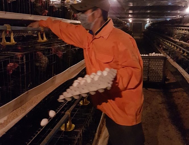 Cầu kỳ trang trại nuôi Gà hướng tới đẻ trứng Omega 3
