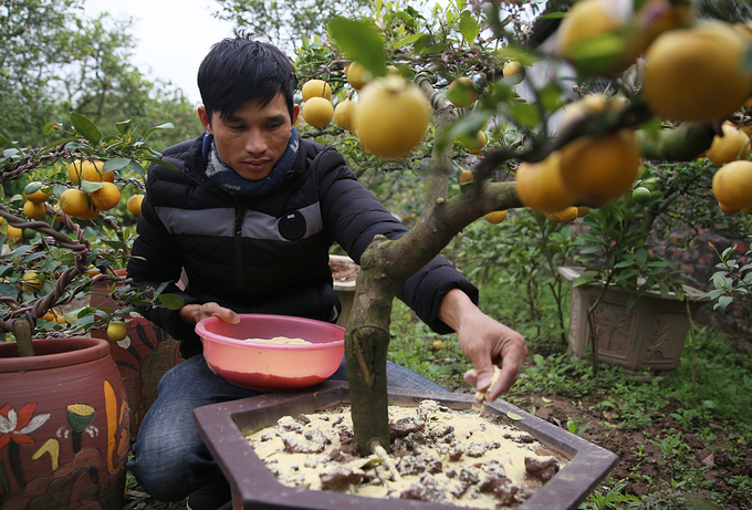 Hưng Yên: Vườn chanh bonsai được trồng bằng Đậu Tương
