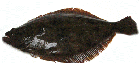 Tốc độ sinh trưởng của Cá Bơn được cải thiện nhờ quá trình sinh sản chọn lọc