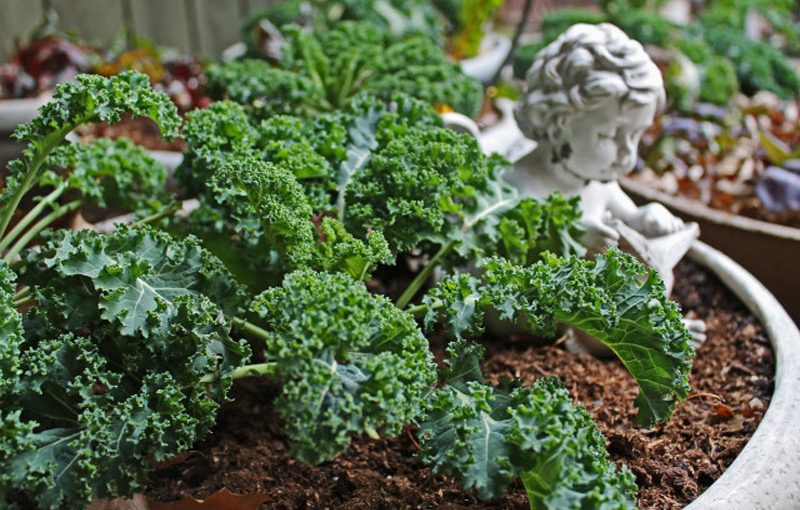 Kỹ thuật trồng Cải Xoăn Kale