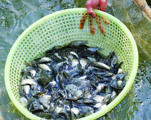 Lưu ý khi nuôi luân canh Cá Rô Phi trong đầm trồng Rong Câu