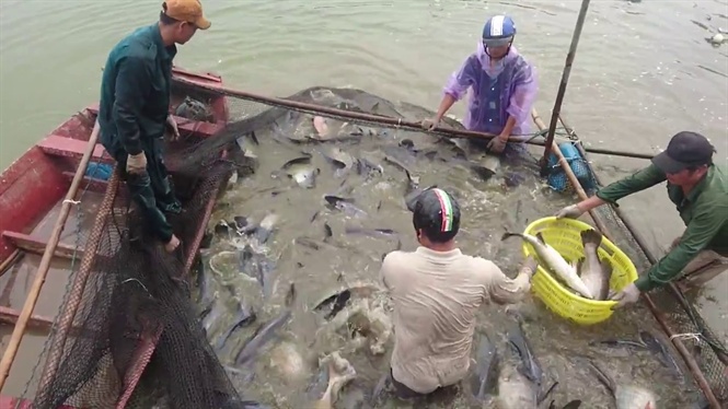 Liên kết nuôi cá Vược VietGAP, cung ứng ra thị trường khoảng 2.000 tấn/năm