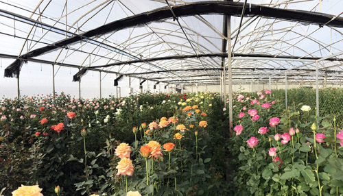 Quy trình trồng hoa Hồng Dalat Hasfarm theo công nghệ hiện đại