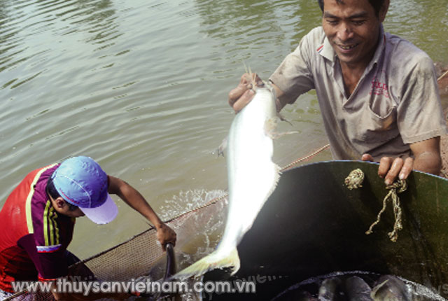 Sóc Trăng: Triển vọng từ nuôi Cá Bông Lau