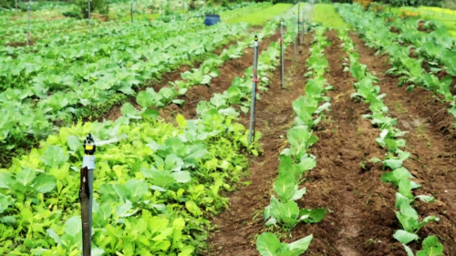 4 ha rau hữu cơ cho sản lượng 30 tấn mỗi năm tại Hà Nam