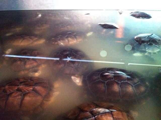 Kỹ thuật nuôi Rùa Thịt